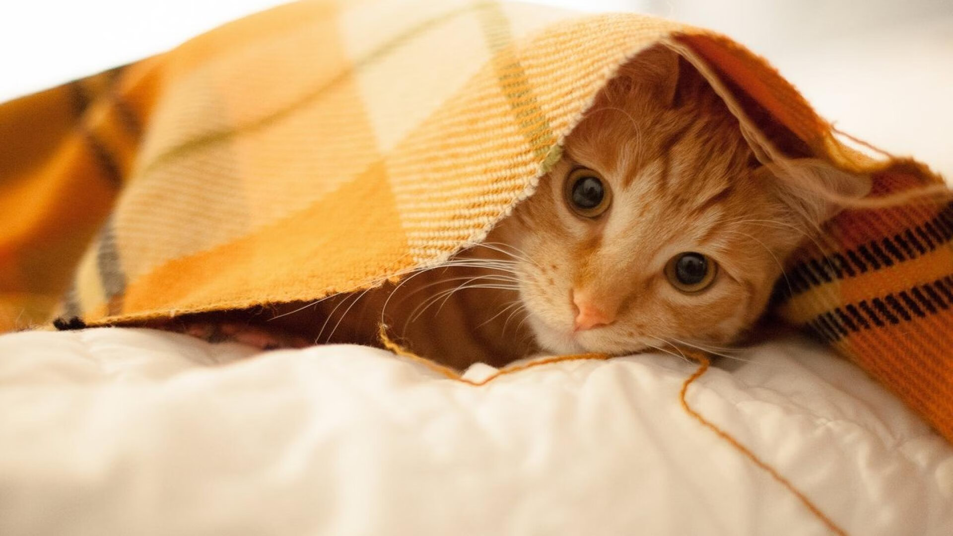 WRC人气车手TOP10：粉丝票选最喜爱选手，wrc热门车型