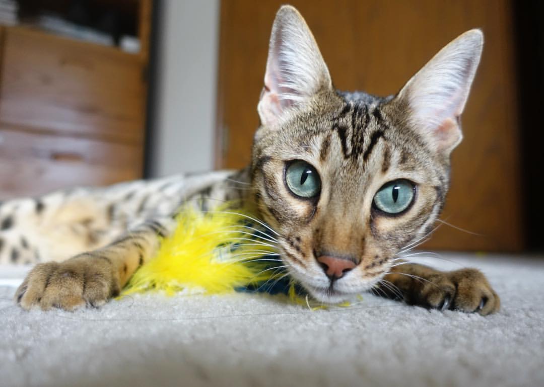 _猛龙队防守严密，成功遏制对手攻势_，猛龙队伍