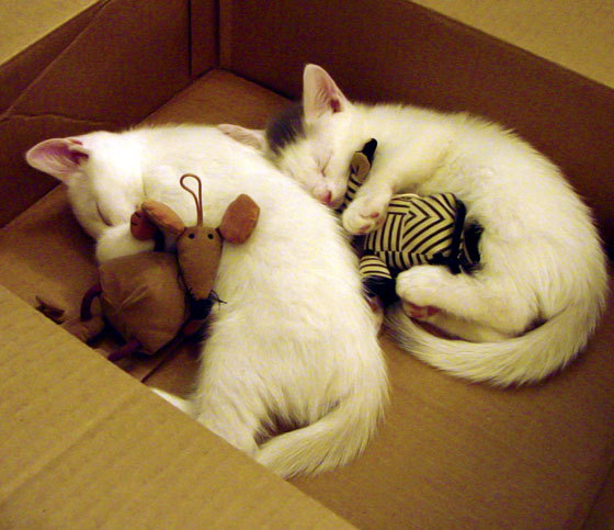 “攻势狂飙！攻防转变瞬间，比赛高潮迭起”，攻防实战