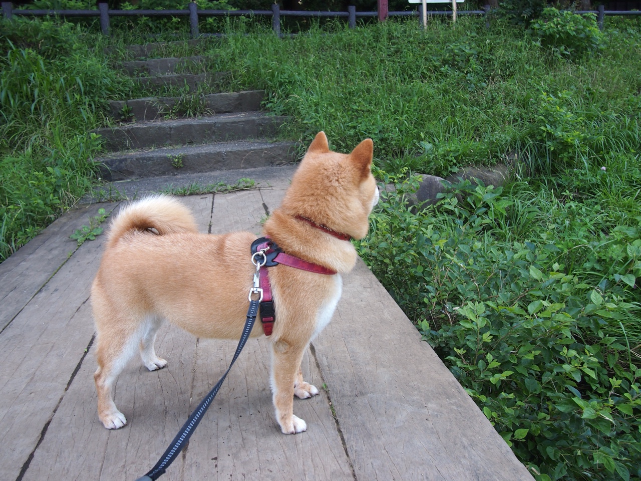 《国际电竞组织新动态：推动行业规范化发展》，国际电竞项目有哪些