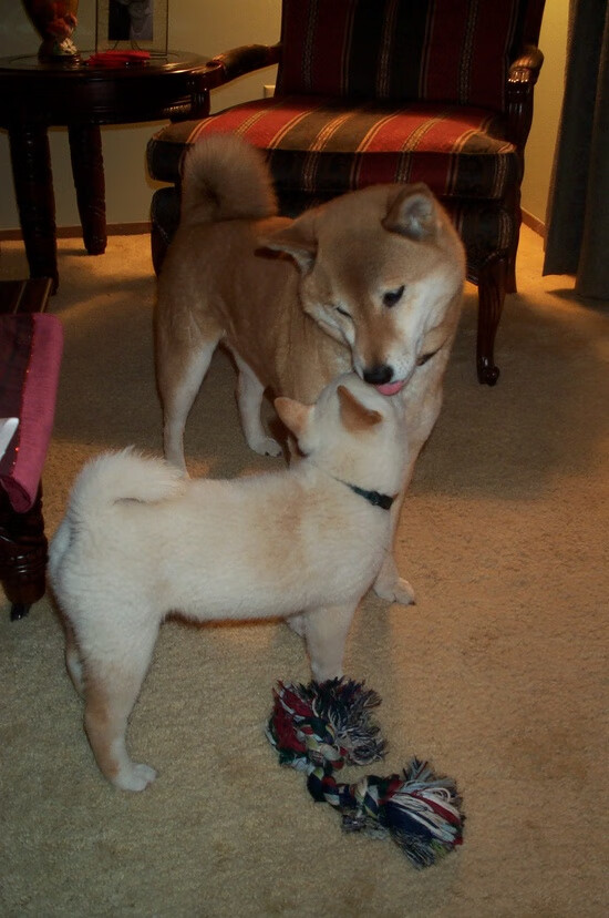 fb体育在线官网-中国篮球运动员签约国际俱乐部，闪耀海外赛场，中国篮球外籍球员