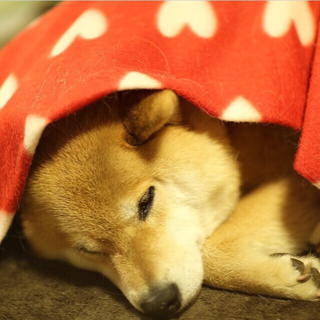 令人振奋的“团结”力量——欧冠中的团队奇迹，欧冠队伍介绍