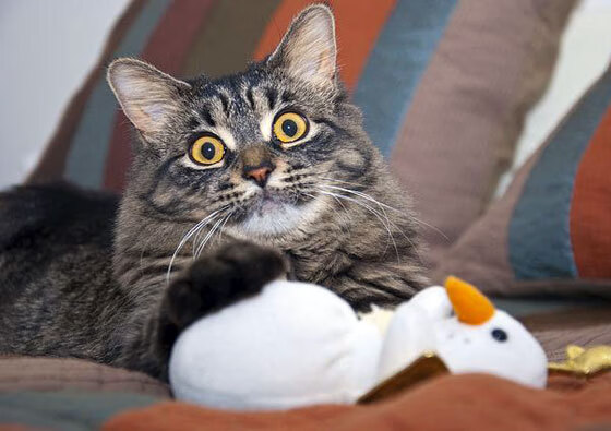 FB体育网页版-开心消消乐趣味大赛，动动手指赢取大奖，开心消消乐比赛