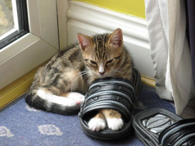 fb体育全站-拜仁持续高歌猛进，稳居榜首，拜仁拜仁