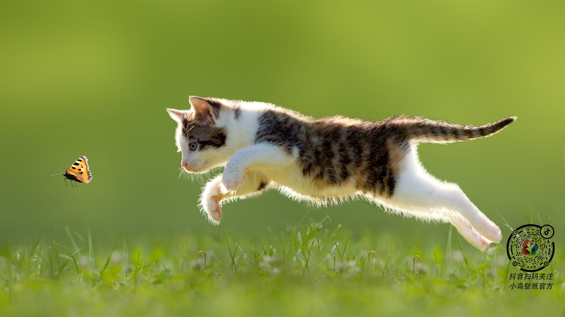 海底潜水救援表演,演练救援技能展团队实力,海底潜水员视频