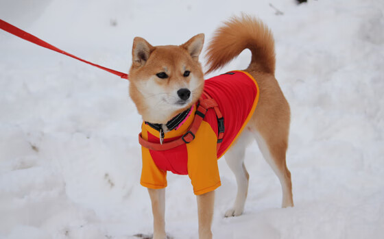 国米战平那不勒斯，意甲榜首之争卢卡库压哨建功，国米22年再现双杀那不勒斯