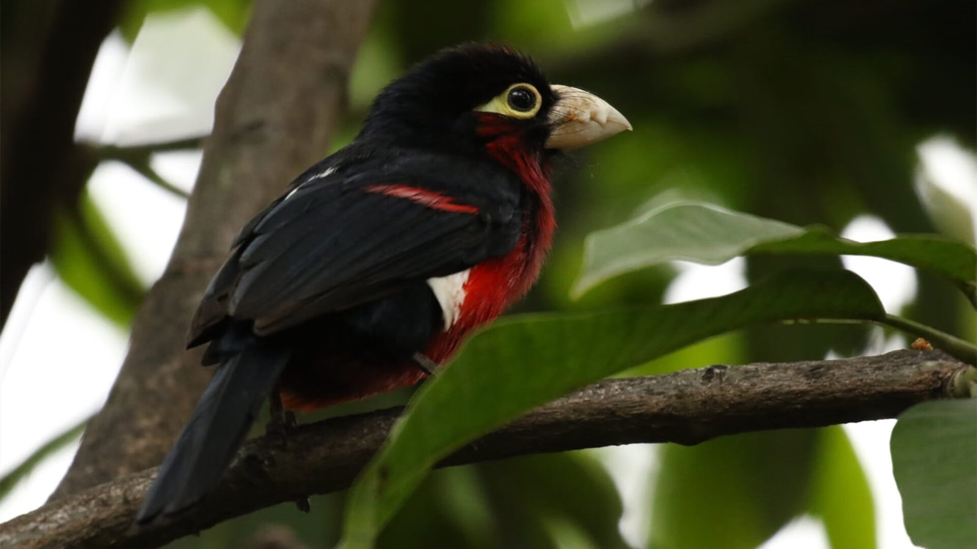 体育教学过程可视化技术应用与教学质量提升研究,体育课的体能发展视频