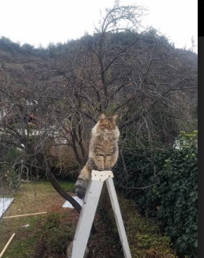 全国极限运动挑战赛自由式滑板精彩纷呈,极限滑板运动视频