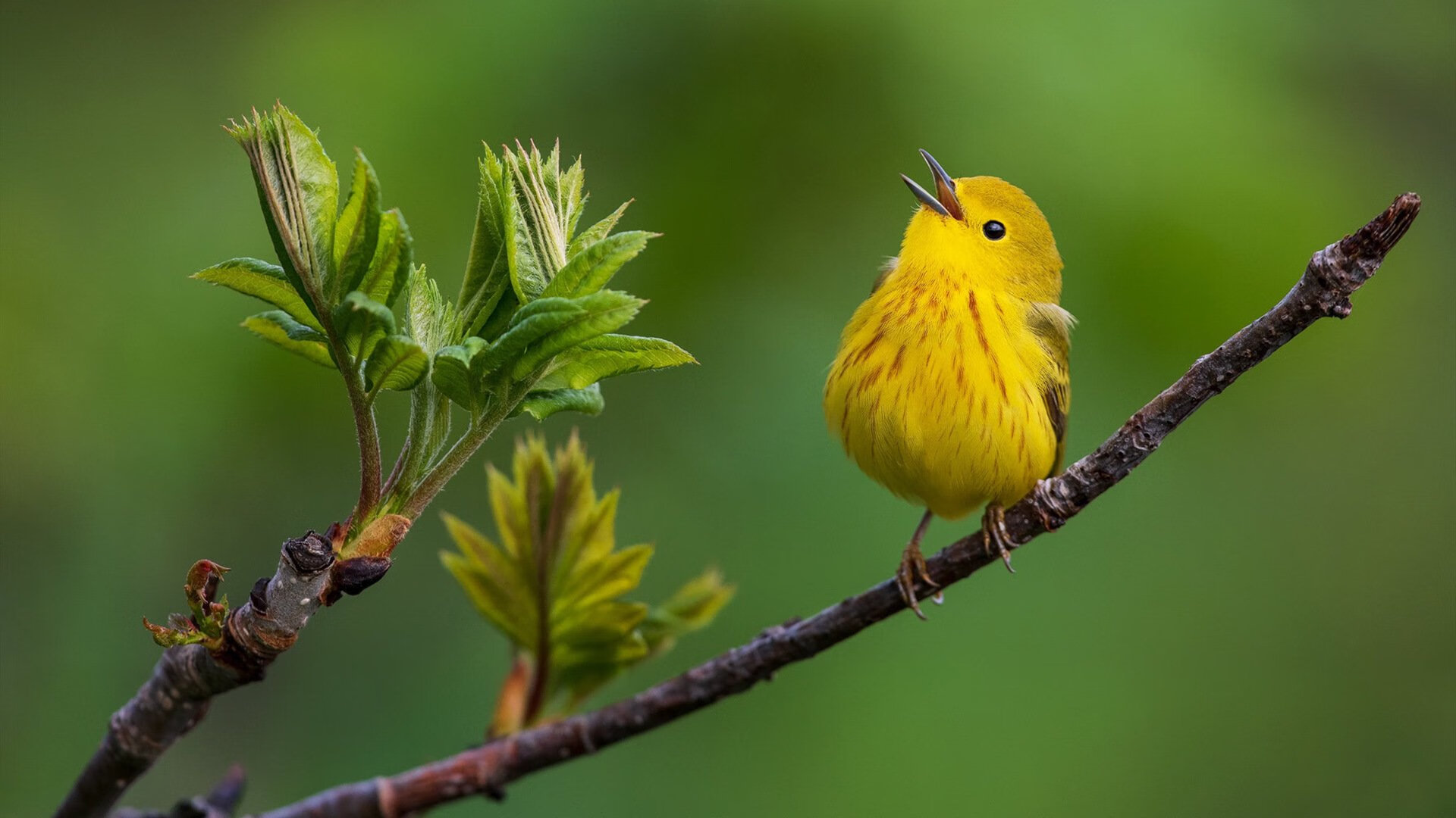 中超联赛VAR系统升级提升执裁精准度，足球var裁判